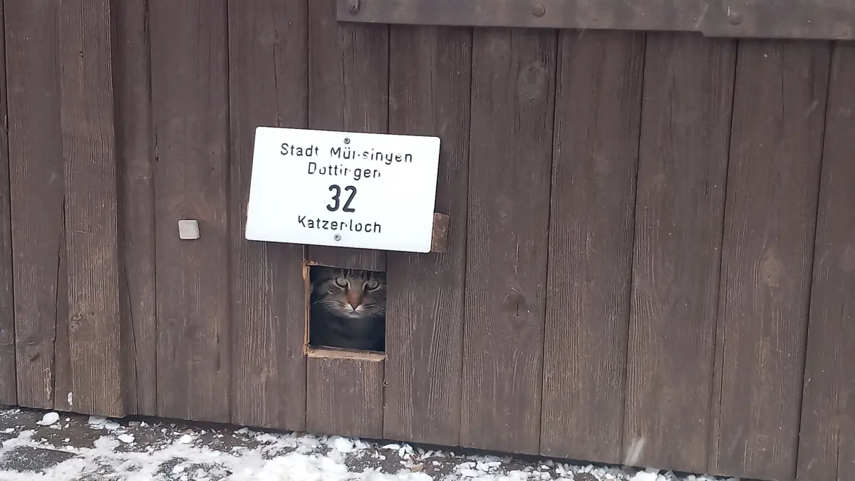 Welche Katze hat schon eine eigene Adresse? Kater Jerry jedenfalls schon, nur der Briefkasten für die Fanpost fehlt noch.