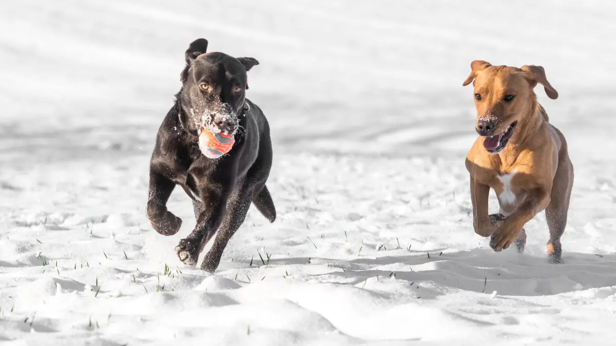 Hunde spielen im Schnee