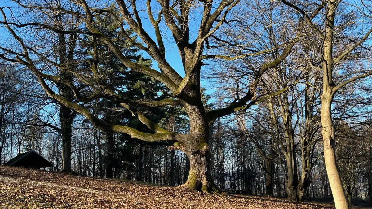 Boller Heide