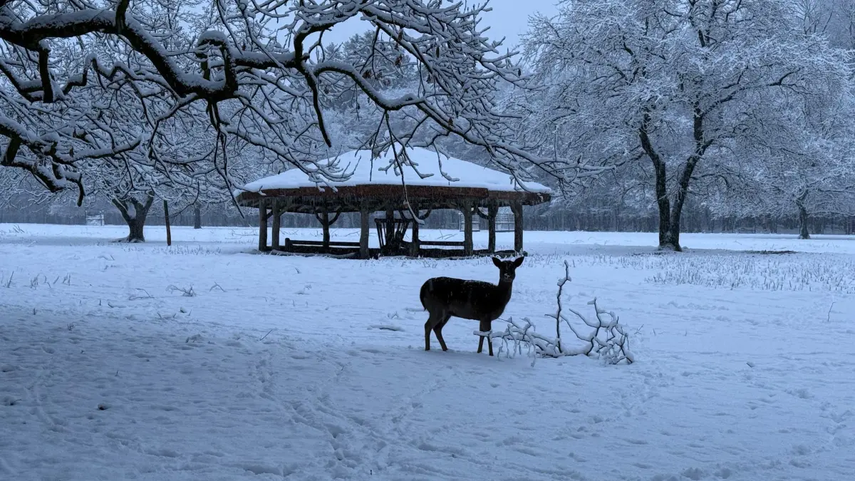 Wildtiere im Winter: ARCHIV - 03.01.2026, Hamburg: Ein bei Reh ist winterlichem Wetter im Park in Hamburg-Stellingen unterwegs. (zu dpa: «Notzeit für Wildtiere im Kreis Aurich geht zu Ende») Foto: Carola Große-Wilde/-/dpa +++ dpa-Bildfunk +++