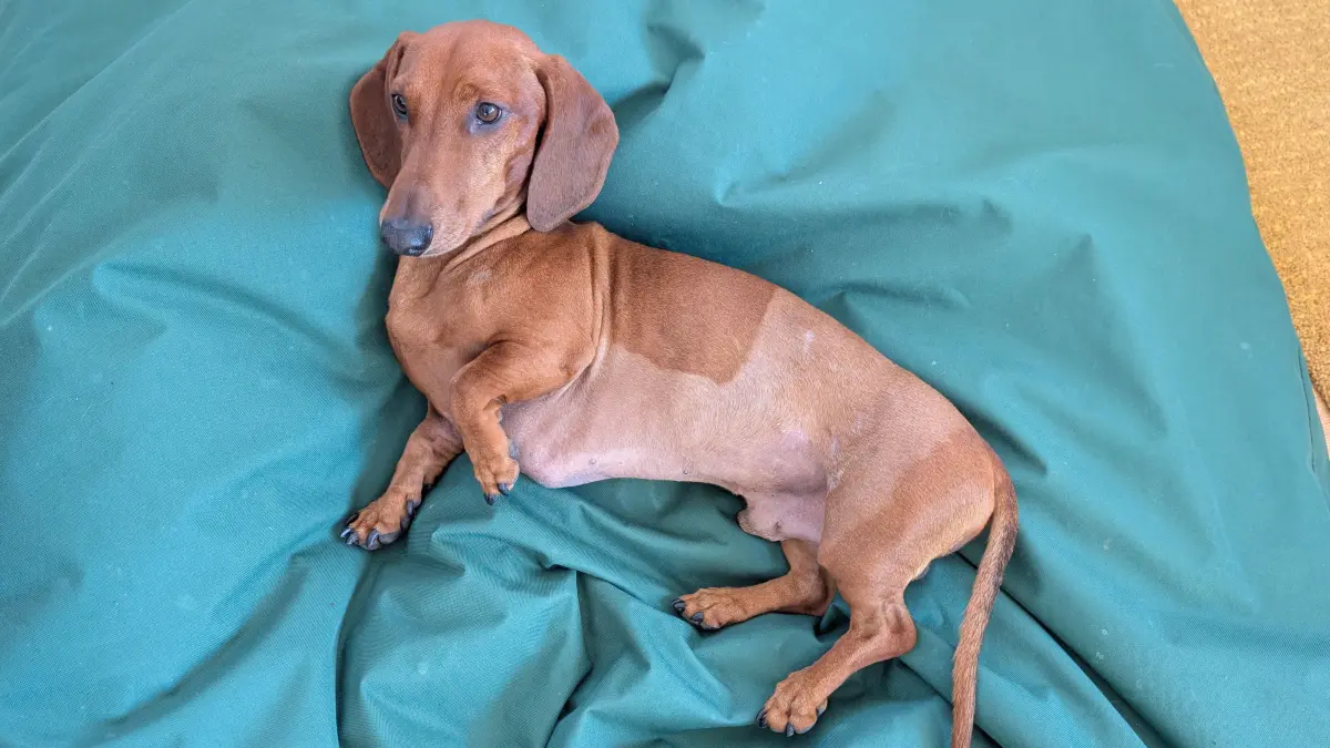 Dackel Apollo (4) hat einen Hunde-Attacke knapp überlebt (Wendelsheim)