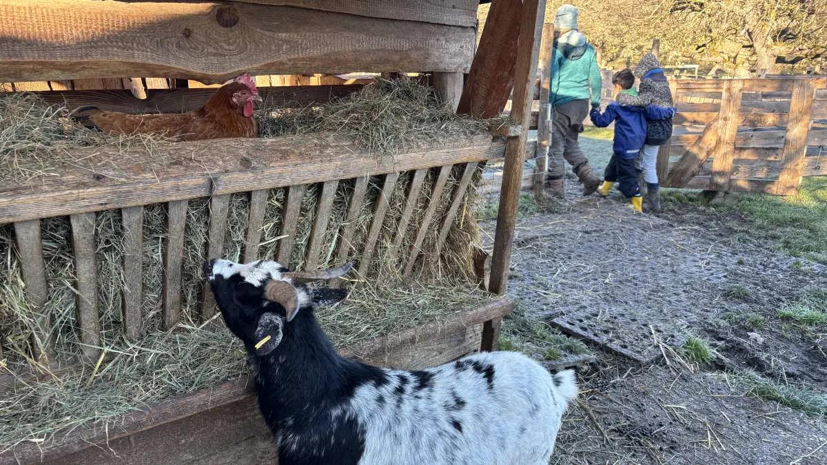 Ziegenbock Puck frisst gemütlich sein Heu. In der Heuraufe hat es sich ein Huhn bequem gemacht.