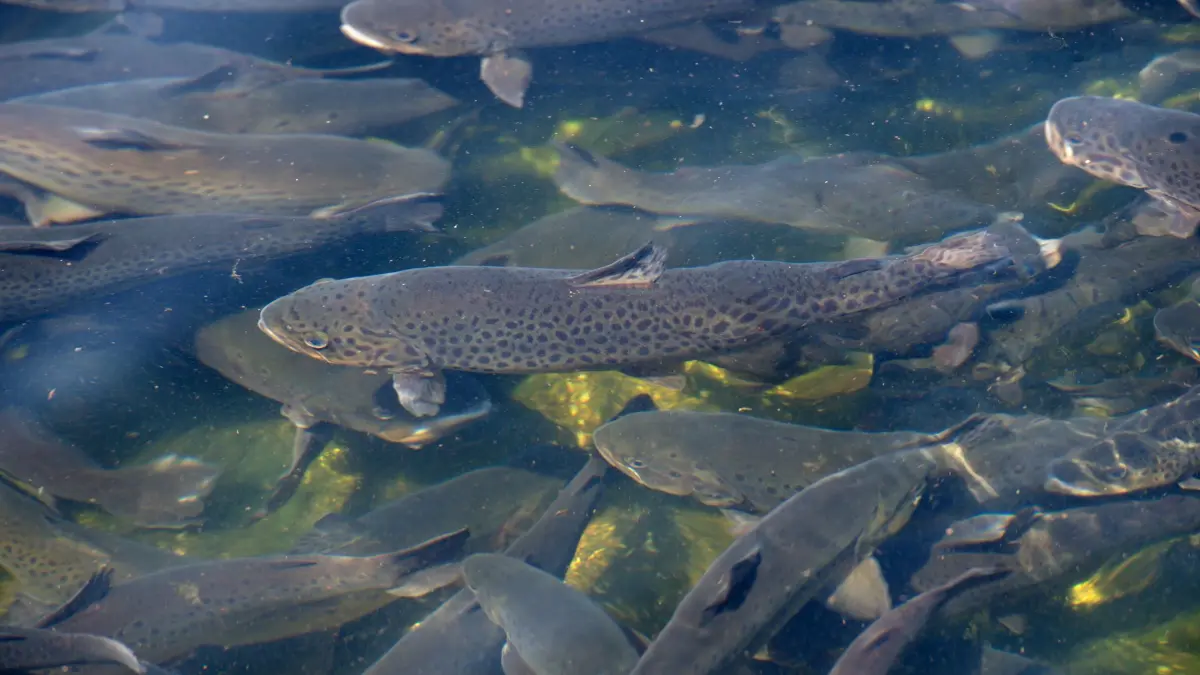 Fische: ARCHIV - 11.08.2015, Bayern, Eching: Forellen schwimmen am 12.08.2015 in Bayern in einem Becken. (zu dpa: «20 Tonnen Fisch durch verunreinigtes Wasser verendet») Foto: Sven Hoppe/dpa +++ dpa-Bildfunk +++
