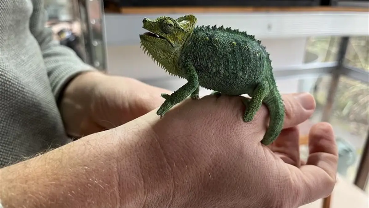 Der Nehrener Biologe Thomas Bamann züchtet exotische Tiere, zum Beispiel Chamäleons.