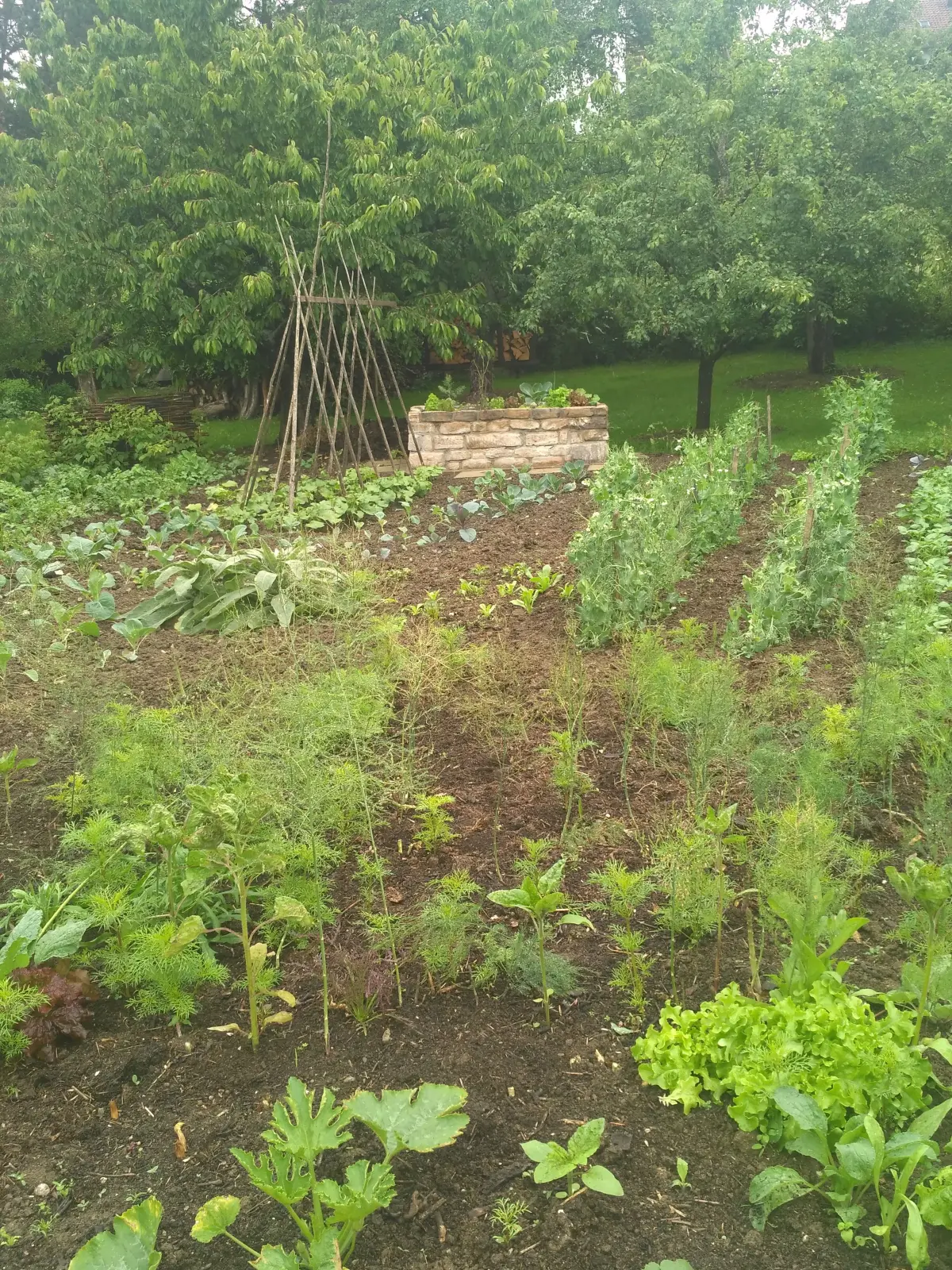 Rosa Butz - Garten