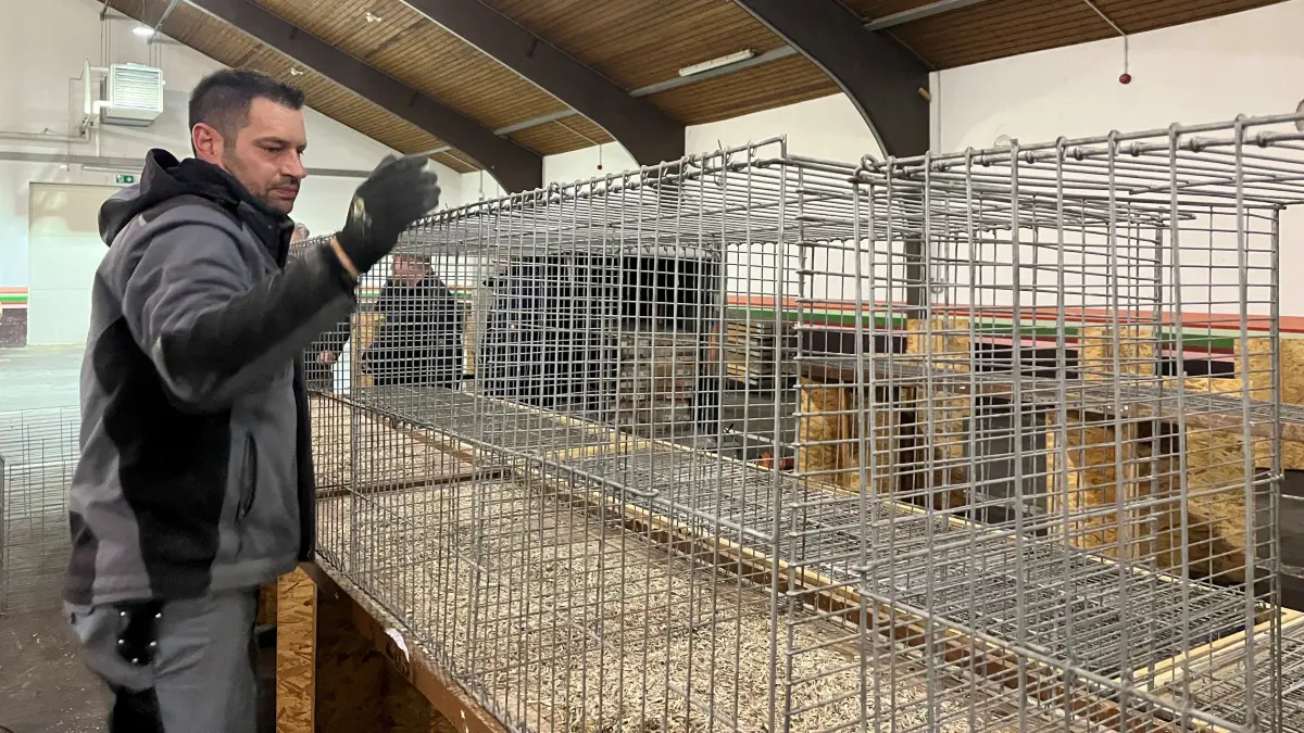 In der Körhalle in Gaildorf werden am Dienstagnachmittag, 13. Januar, die Käfige für die Kreisschau der Kleintierzüchter aufgebaut.