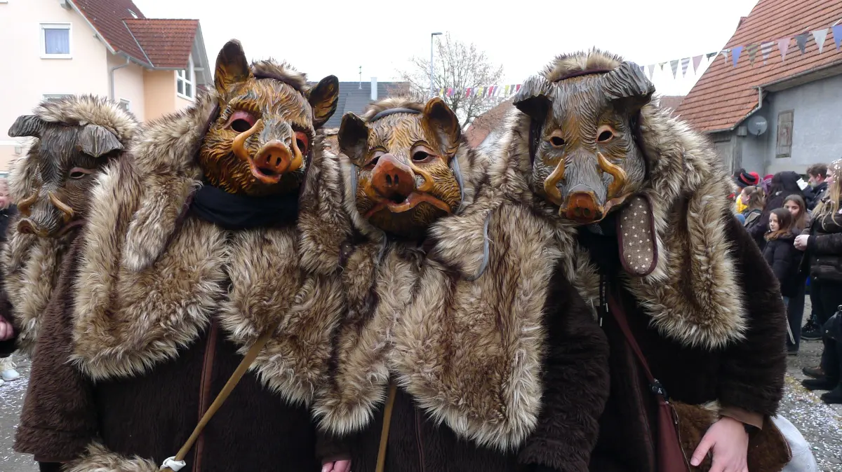 Die Spessarter Wildschweine hatten die weiteste Anreise.
