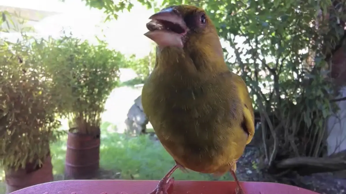 Ein Grünfink am Vogelhaus