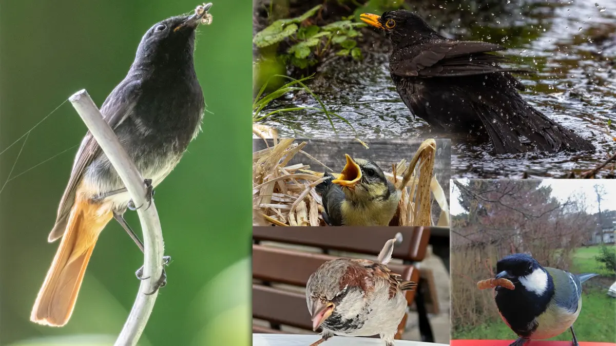 Gartenvögel (v.l. im Uhrzeigersinn): Hausrotschwanz, Amsel, Kohlmeise, Spatz, Kohlmeisen-Küken (Mitte).