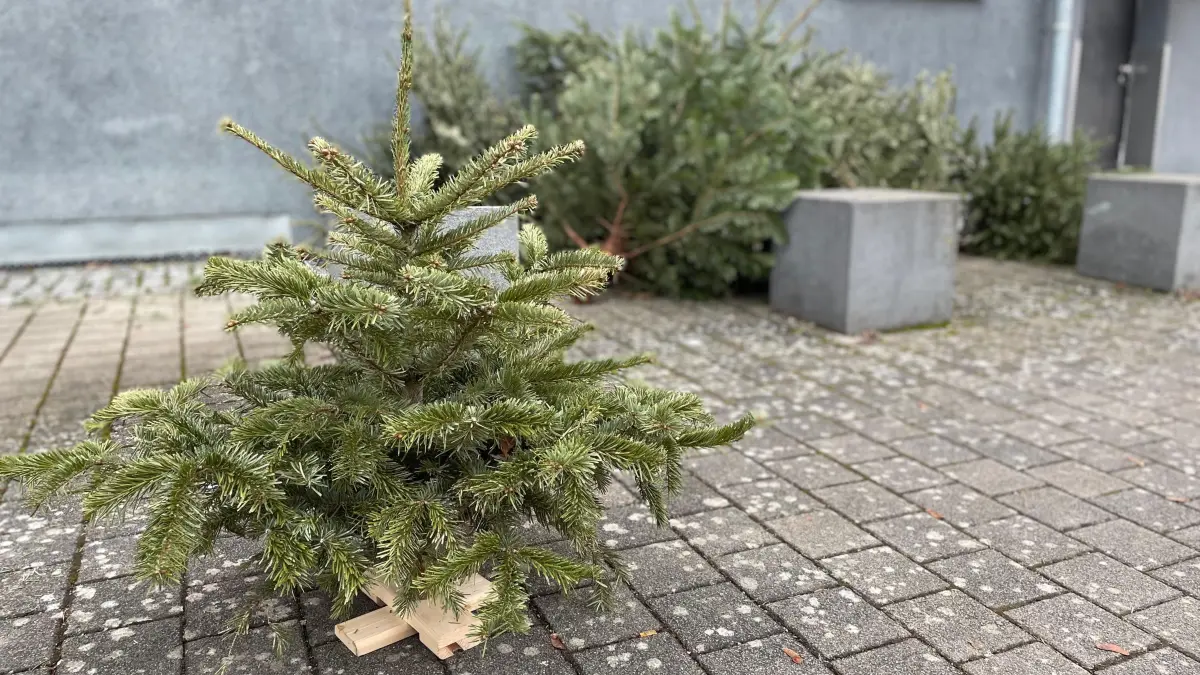 In der Ulmer Weststadt liegen knapp eine Woche nach dem Abholtermin noch immer gestapelte Weihnachtsbäume am Straßenrand.