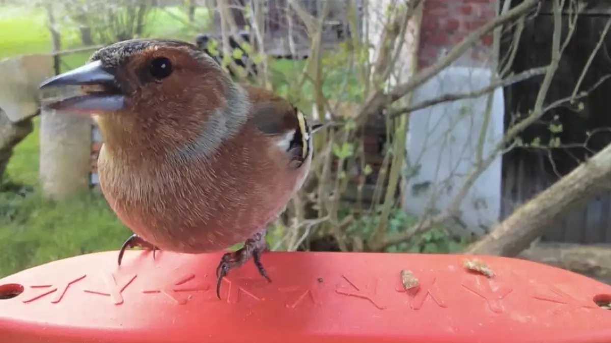 Buchfink am Vogelhaus