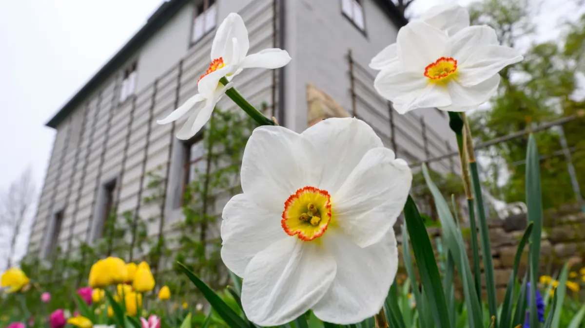 Am Gründonnerstag beginnt Ostern erst richtig. Wann ist Gründonnerstag 2026 und ist der Tag ein Feiertag?