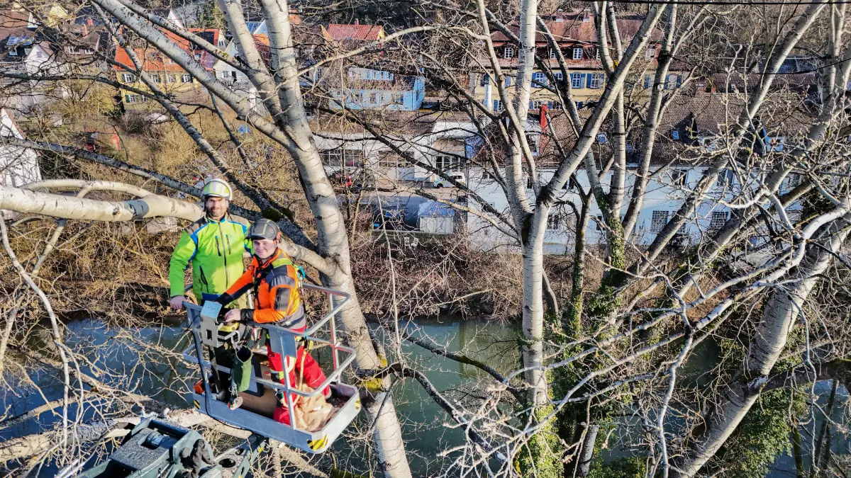 Baumpflege Schüler aus Neuenstein - Bäume werden gesichert entlang des Kochers an den Kocherwiesen