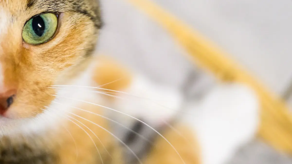Katze