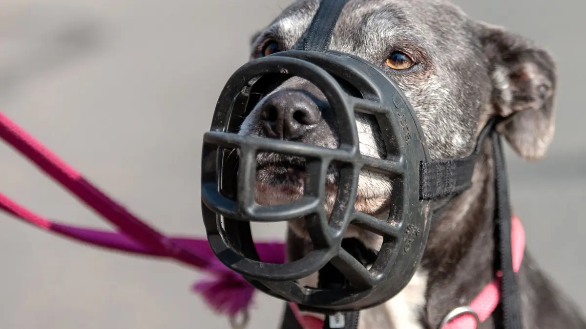 American Staffordshire Terrier: ARCHIV - 23.04.2018, Niedersachsen, Bispingen: Eine American Staffordshire Terrier Hündin trägt einen Maulkorb. (zu dpa: «Gefährliche Hunde sollen zweite Chance bekommen») Foto: Philipp Schulze/dpa +++ dpa-Bildfunk +++