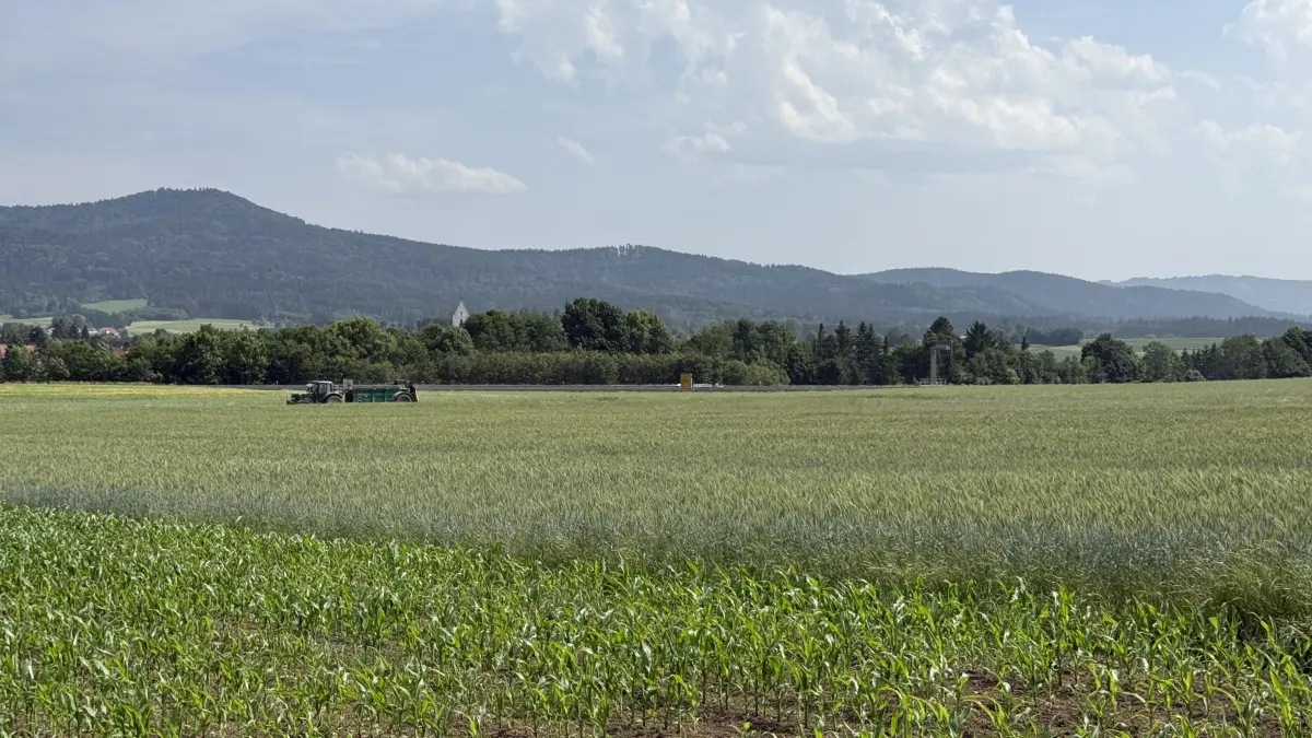 Die Böden der Felder, auf denen ein Interkommunales Gewerbegebiet entstehen könnte, gelten als besonders fruchtbar. Unser Foto entstand im Juni 2025.