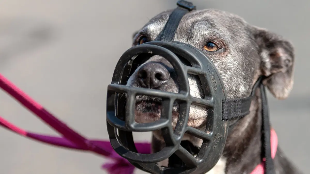 ARCHIV - 23.04.2018, Niedersachsen, Bispingen: Einen Maulkorb trägt eine American Staffordshire Terrier Hündin. Eine Hundehalterin verklagt die Stadt St. Augustin, weil sie für ihren Hund, eine Bulldog-Kreuzung, einen Maulkorbzwang vorsieht. Gestritten wird um die Frage, ob es sich bei «Kalle», den die Halterin von den Züchtern als «Old English Bulldog» erworben hat, um einen Hund bestimmter Rasse im Sinne des Landeshundegesetzes handelt. Bei Hunden, deren Rasse als besonders gefährlich gilt, müssen die Halter besondere Anforderungen erfüllen, etwa ihrem Hund einen Maulkorb anlegen oder eine Erlaubnis für die Haltung des Tieres vorlegen können. Foto: Philipp Schulze/dpa +++ dpa-Bildfunk +++