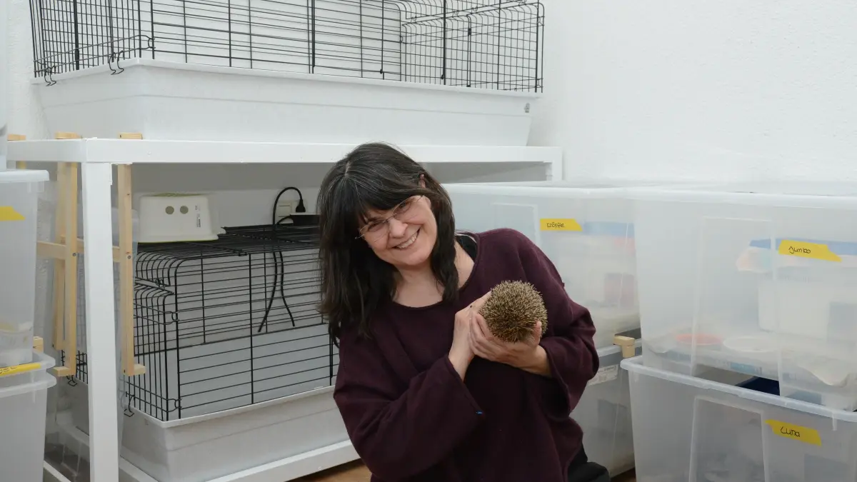 Sandra Gleich aus Gammertingen pflegt derzeit neun Igel in ihrem Haus.