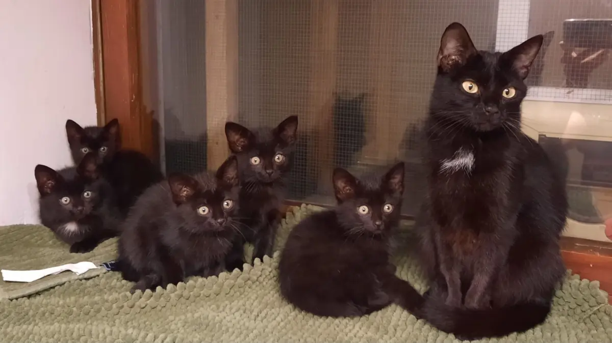 Katzenmama Lola und ihre fünf Babys hat der Tierschutzverein Sulz am Neckar und Umgebung in Zusammenarbeit mit dem TSV Horb bei einem Steinbruch in der Nähe des Rauschbart in sehr unwegsamem Gelände gefangen.