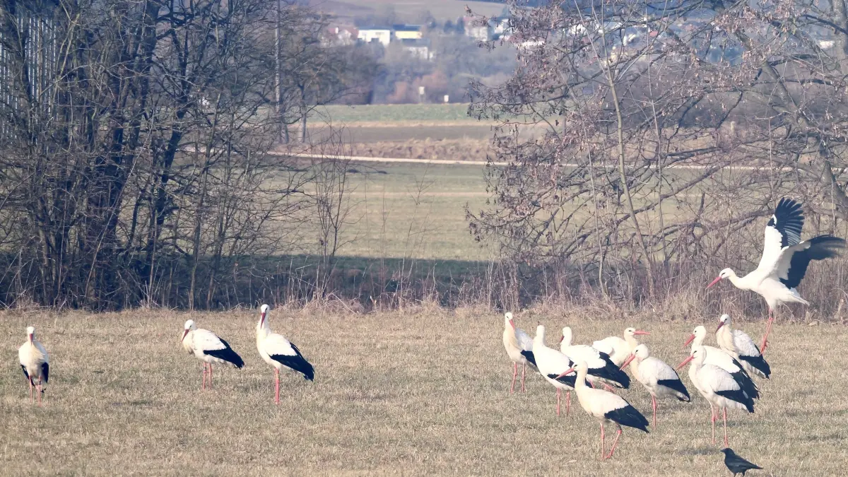Jagd nach Fröschen: Auf nassen Wiesen sehen sich Störche gerne nach Nahrung um, wie hier bei Ehingen-Berkach.