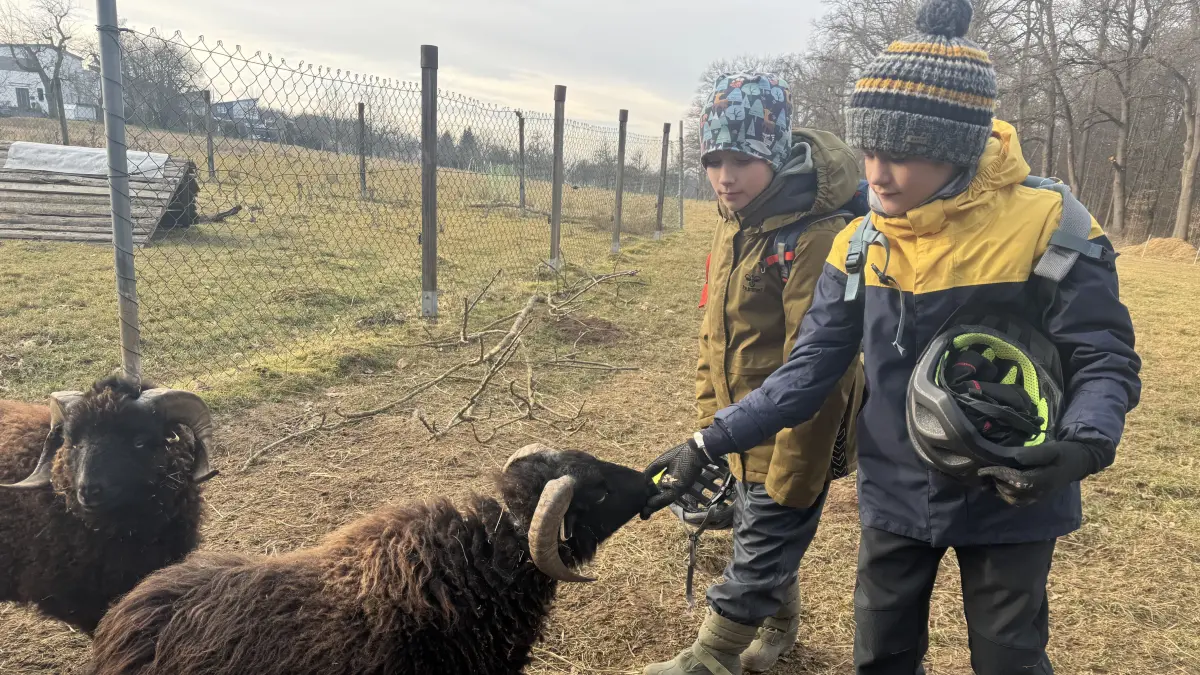 Jugendfarm Härten. Tom und Pepe füttern die Schafe