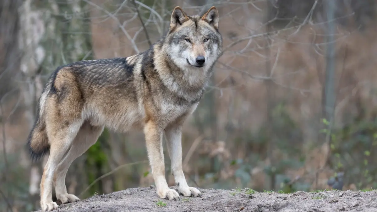 Wolf