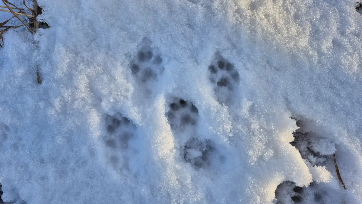Marderspuren im Schnee