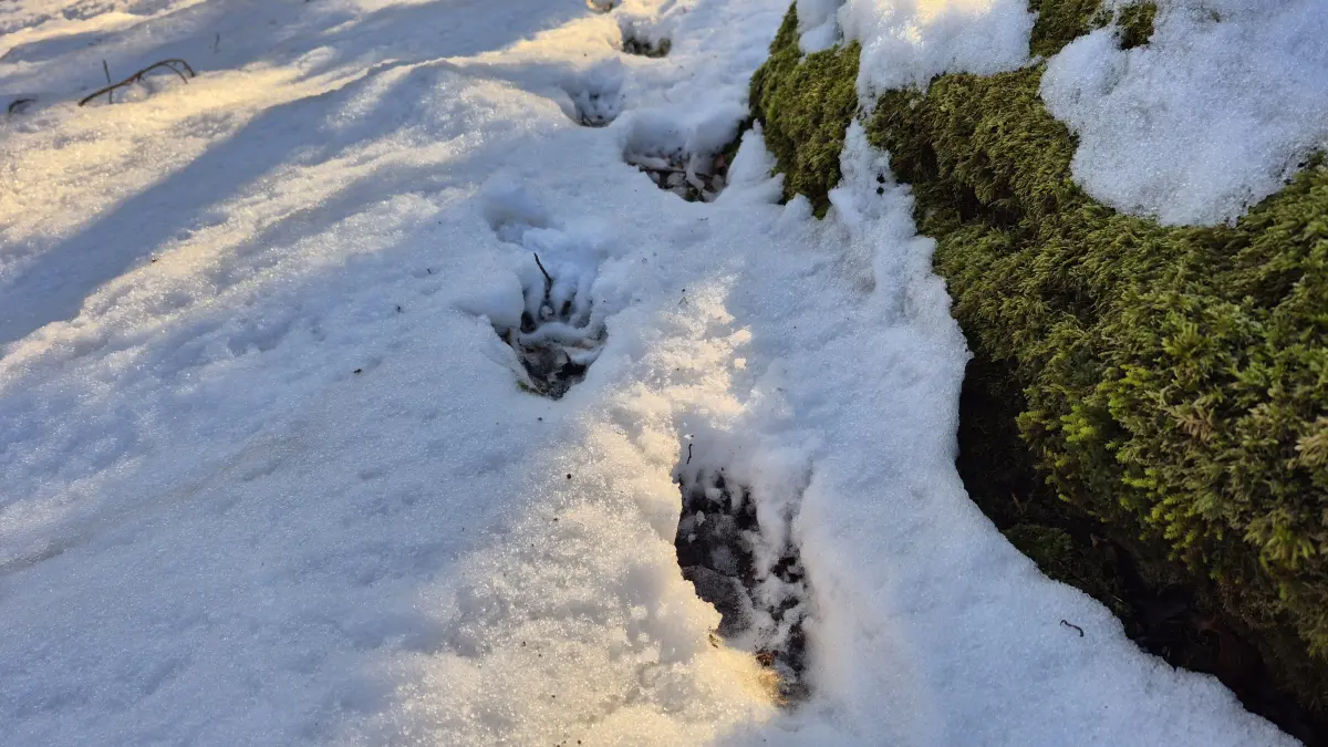 Ziemlich große Tatzen haben entlang des Albtraufs Spuren im Schnee hinterlassen. Doch um welches Tier handelt es sich? Zur Bestimmung lohnt es sich, genau hinzuschauen: Die Anzahl der Krallen und die Anordnung der Ballen sind oftmals relevant. Hierbei handelt es sich beispielsweise um Dachsspuren – fünf Zehen, die im Halbkreis angeordnet sind und lange Krallenabdrücke aufweisen.