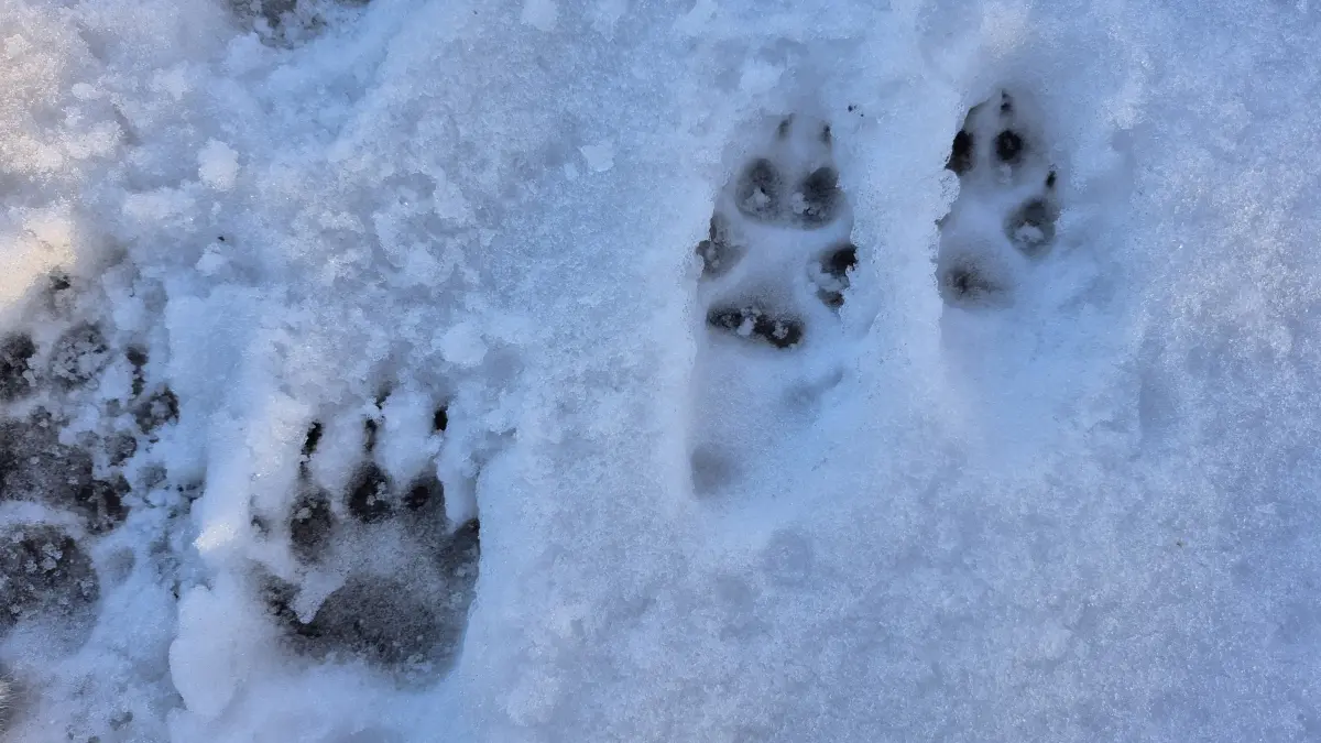 Die Spuren von Fuchs und Dachs lassen sich deutlich voneinander unterscheiden. Bei den Pfotenabdrücken von Füchsen und Hunden wird es schon ein wenig schwieriger.