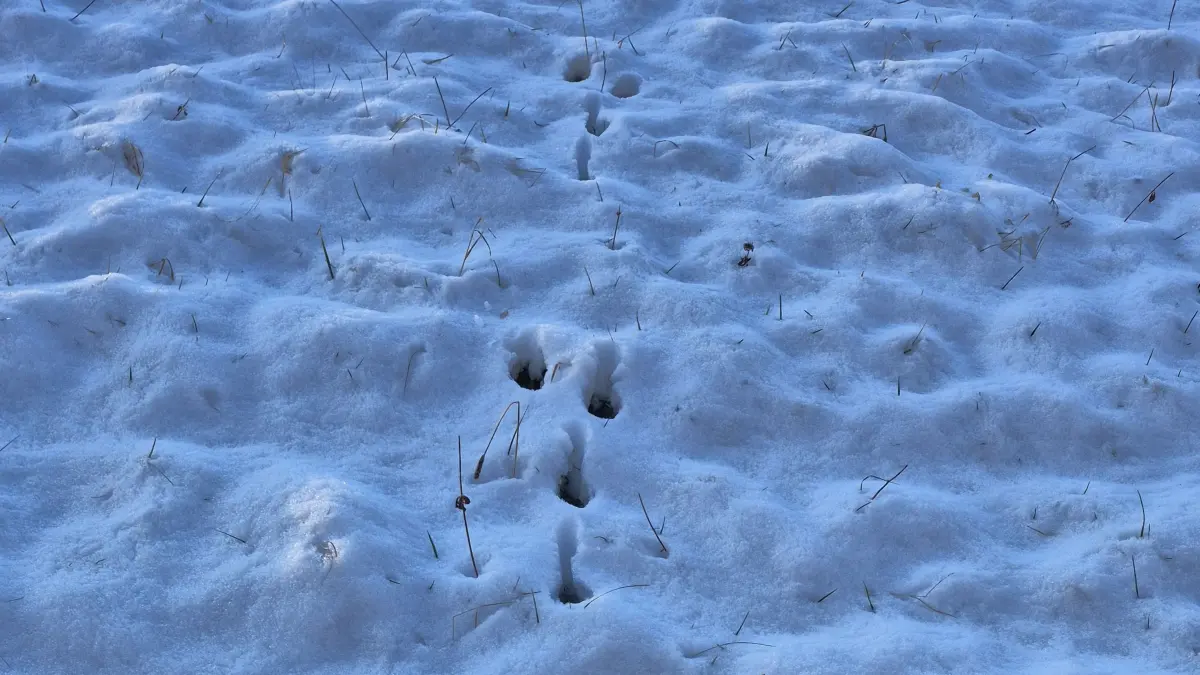 Hasenspuren im Schnee