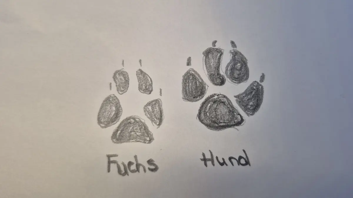 Die Zeichnung zeigt grob den Unterschied zwischen dem Abdruck einer Fuchs- und einer Hundepfote.