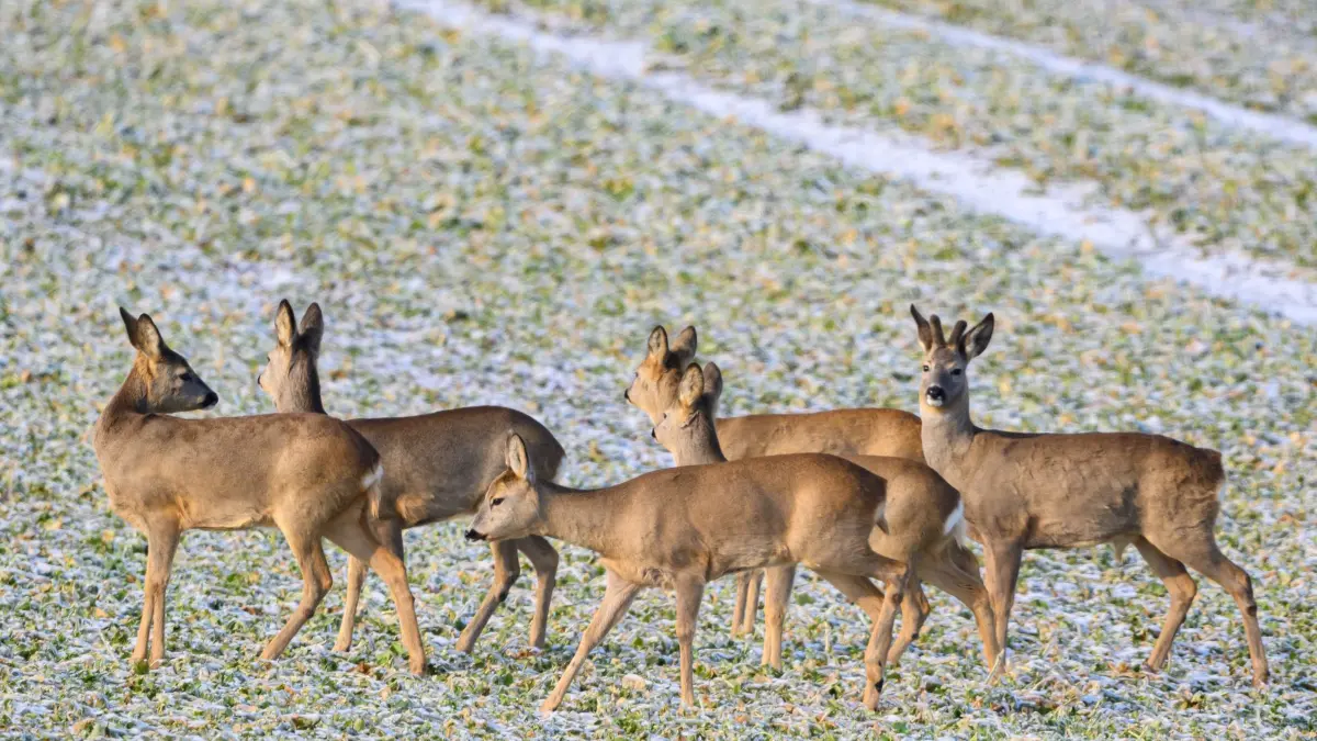 Winterwetter in Brandenburg: 28.01.2026, Brandenburg, Küstrin-Kietz: Rehe stehen auf einem winterlichen Feld im Oderbruch im östlichen Brandenburg. Foto: Patrick Pleul/dpa +++ dpa-Bildfunk +++