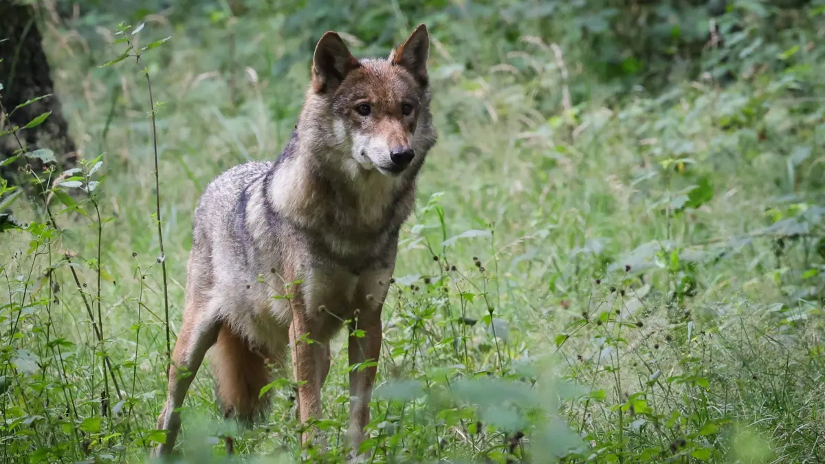 Wolf
