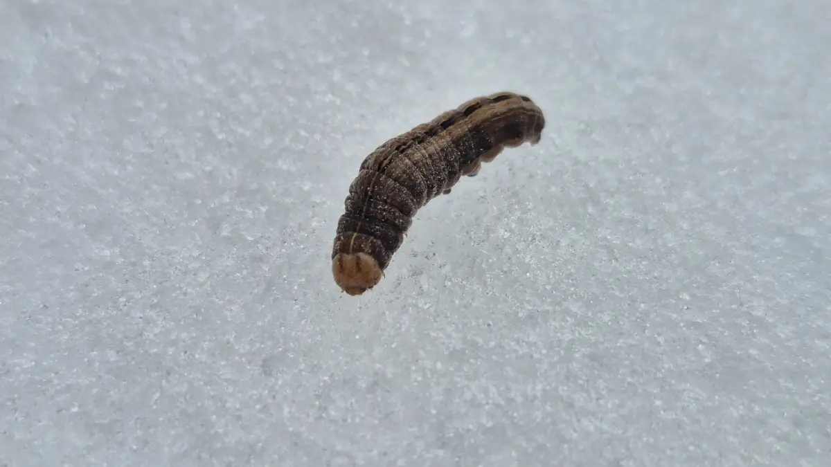 Raupe Eulenfalter Schnee