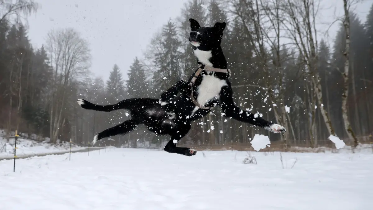 Wetter in Baden-Württemberg: 01.02.2026, Baden-Württemberg, Mehrstetten: Ein Hund spielt auf der Schwäbischen Alb im Schnee. Foto: Thomas Warnack/dpa +++ dpa-Bildfunk +++