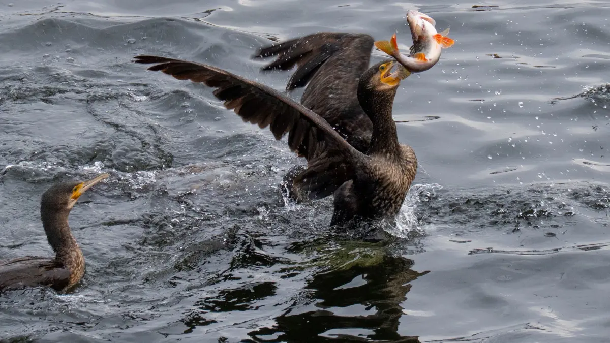 Winterwetter: ARCHIV - 09.01.2026, Brandenburg, Potsdam: Kormorane streiten sich um einen Fisch. (zu dpa: «Wie winterhart Wildtiere sind und wo Gefahren lauern») Foto: Georg Moritz/dpa +++ dpa-Bildfunk +++