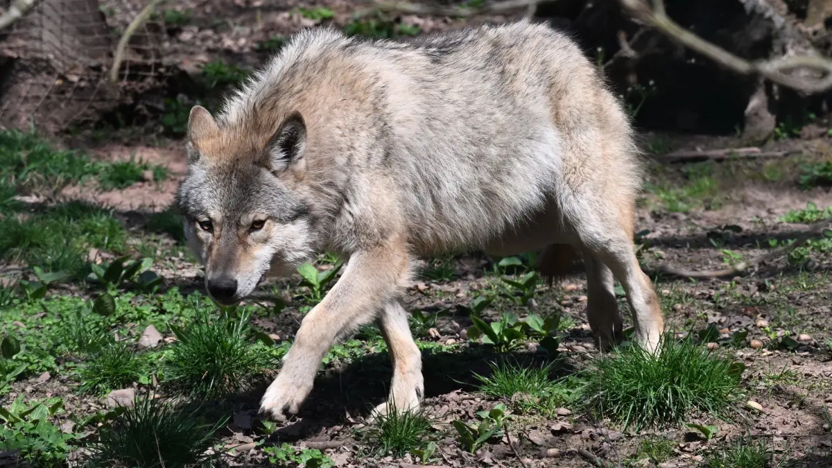 Wolf: ARCHIV - 27.03.2025, Baden-Württemberg, Cleebronn: Ein Europäischer Wolf (Canis lupus lupus) geht in einem Gehege im Wildparadies Tripsdrill. (zu dpa: «Kretschmann genervt: Der Wolf weiß nichts vom Wahlkampf») Foto: Bernd Weißbrod/dpa +++ dpa-Bildfunk +++