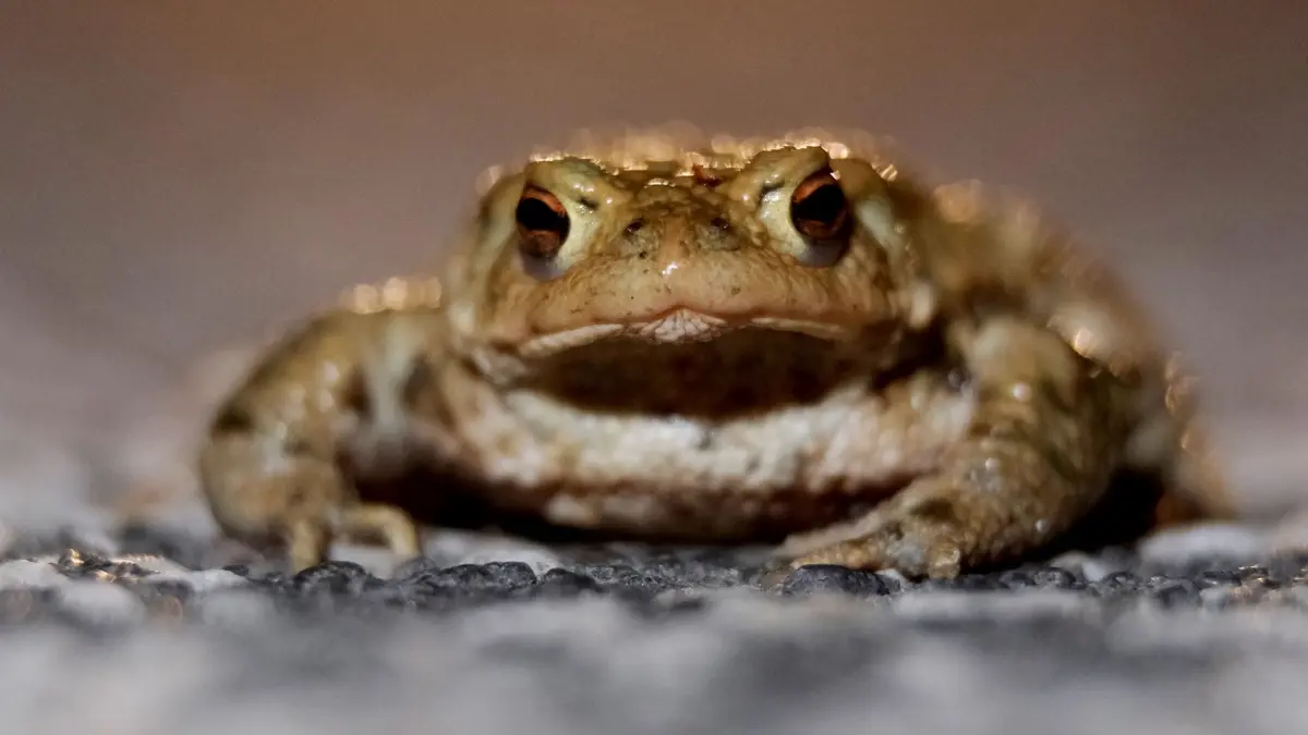 Kröten - Illustration zum Umweltschutz: ARCHIV - 24.03.2023, Sachsen, Leipzig: Eine Erdkröte (Bufo bufo) sitzt auf einer Straße am Stadtrand. (zu dpa: «Umweltmobile kommen zum bundesweiten Treffen nach Sachsen») Foto: Sebastian Willnow/dpa +++ dpa-Bildfunk +++