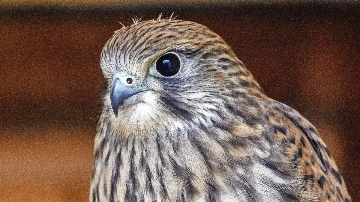 ARCHIV - 01.08.2023, Sachsen-Anhalt, Magdeburg: Ein Turmfalke wartet in einer Voliere der Wildtierauswilderungsstation vom Zoo Magdeburg auf seine Auswilderung. (zu dpa: «Einbruchsversuch in Auffangstation - Falken ausgebüxt») Foto: Klaus-Dietmar Gabbert/dpa +++ dpa-Bildfunk +++