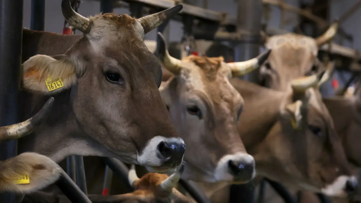 Kühe auf dem Bauernhof: PRODUKTION - 12.11.2023, Bayern, Immenstadt: Kühe stehen auf einem Bauernhof in einem Stall für Anbindehaltung. Das Land Niedersachsen will die Haltungsform per Erlass untersagen. (zu dpa: «Warum Rinder bald nicht mehr in Anbindehaltung leben müssen») Foto: Karl-Josef Hildenbrand/dpa +++ dpa-Bildfunk +++