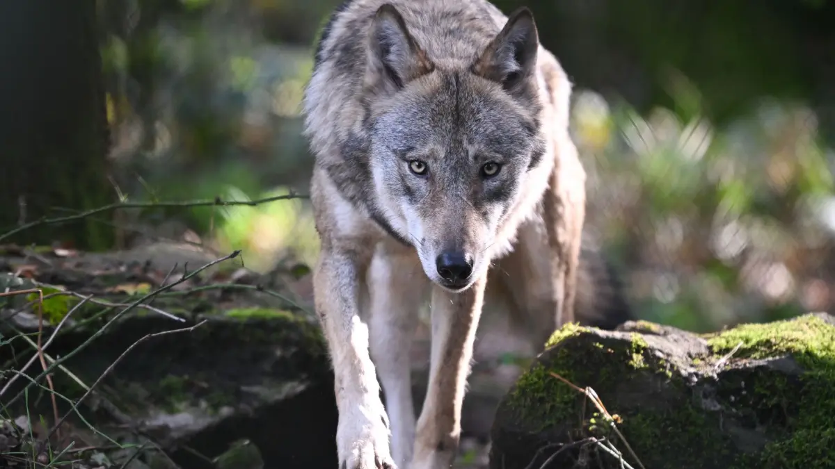 Court approves hunt: Hornisgrinde wolf may now be shot