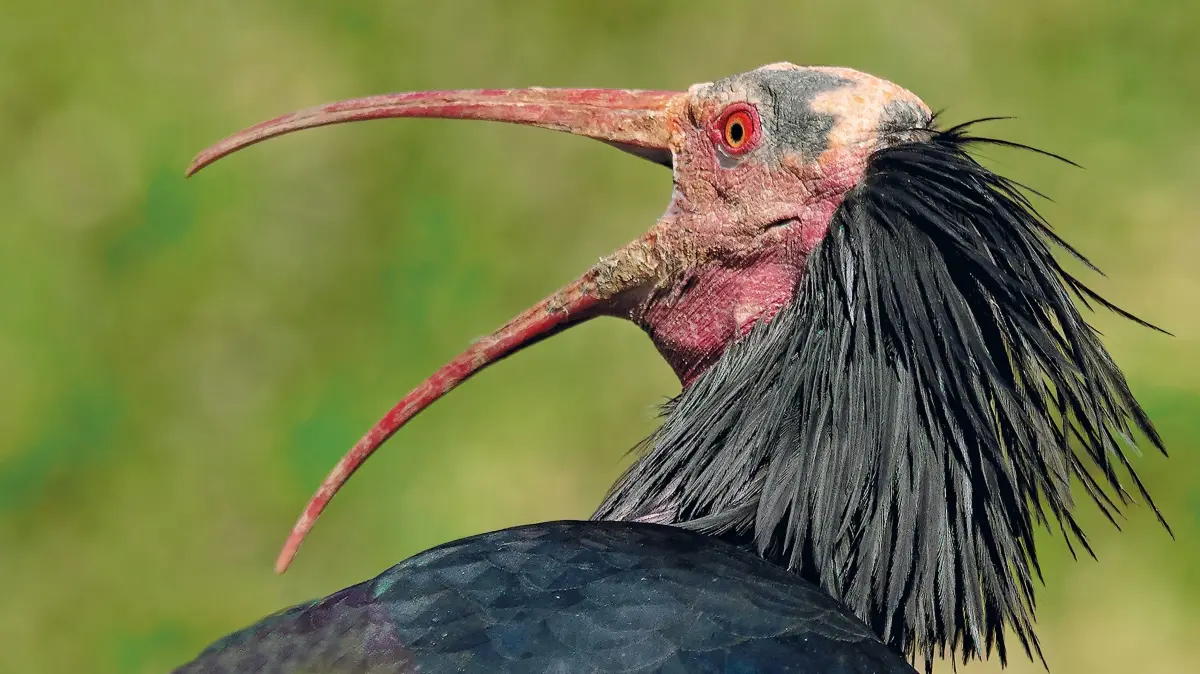 Mössingen Armin Dieter Naturfotograf Waldrapp