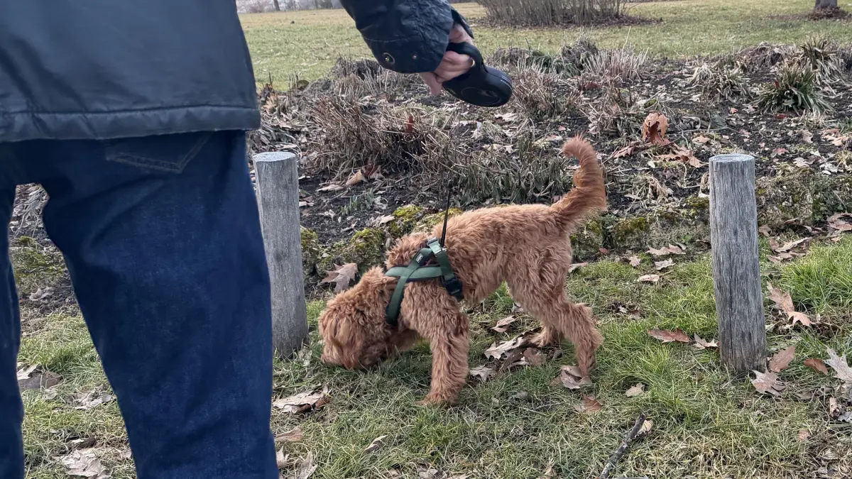 Ist es nicht eine Freude, mit dem Hund unterwegs zu sein? Hundehalter verstehen das. Und auch der Fürstengarten bietet sich zum Gassigehen an, natürlich nur angeleint (denn es herrscht Leinenpflicht).