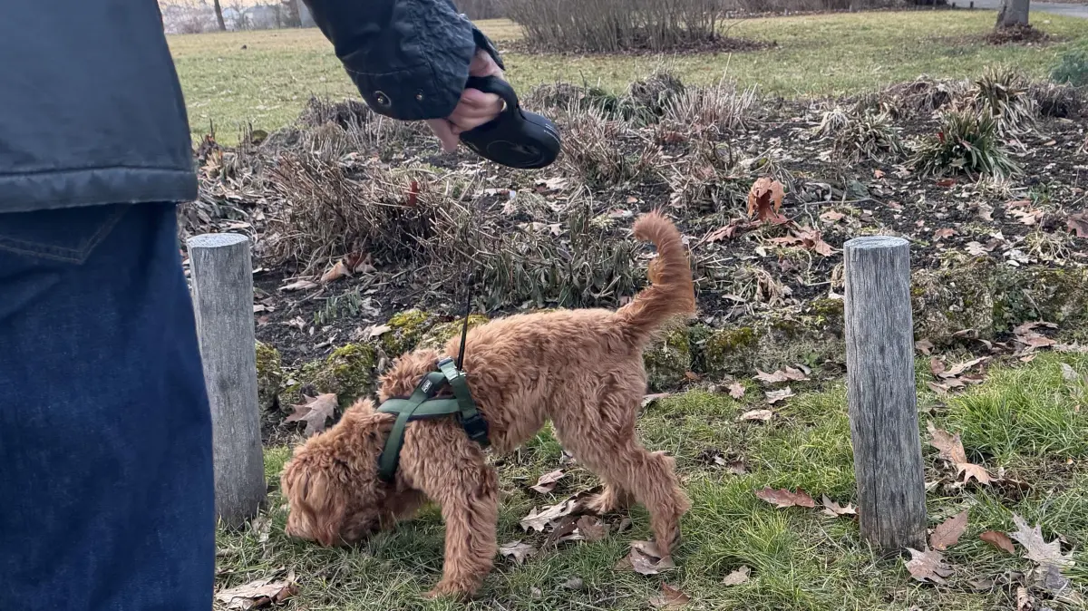 Ist es nicht eine Freude, mit dem Hund unterwegs zu sein? Hundehalter verstehen das. Und auch der Fürstengarten bietet sich zum Gassigehen an, natürlich nur angeleint (denn es herrscht Leinenpflicht).