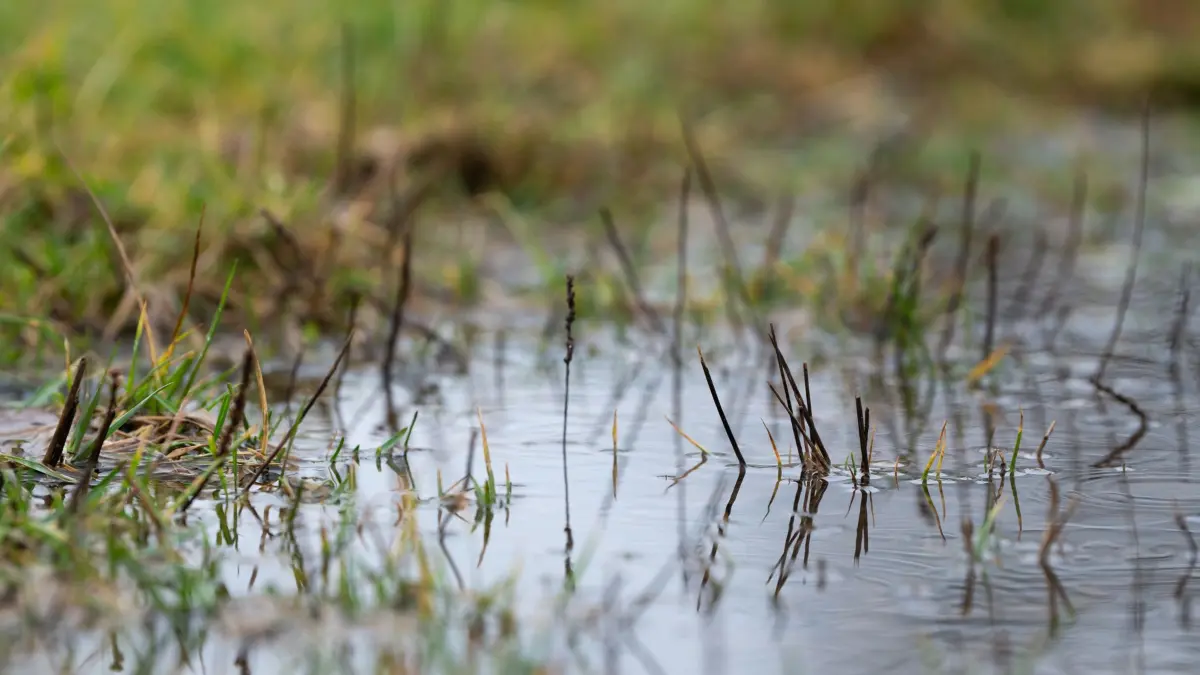 ARCHIV - 15.01.2023, Baden-Württemberg, Schömberg: Eine Pfütze hat sich auf der Wiese neben einem Feldweg gebildet. Der anhaltende Regen kann in Teilen Deutschlands auch zu Hochwasser führen. (zu dpa: «Vorwarnung vor Hochwasser: Dauerregen trifft Region um Donau») Foto: Silas Stein/dpa +++ dpa-Bildfunk +++