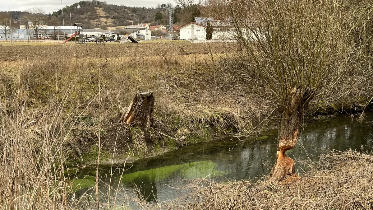 Der Käsbachbieber nagt jetzt auch an der Ammer in Pfäffingen.