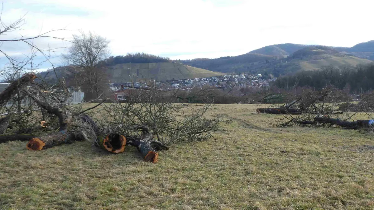 Metzingen Bongertwasen Baustelle Ganzjahresbad gefällte Streuobstbäume