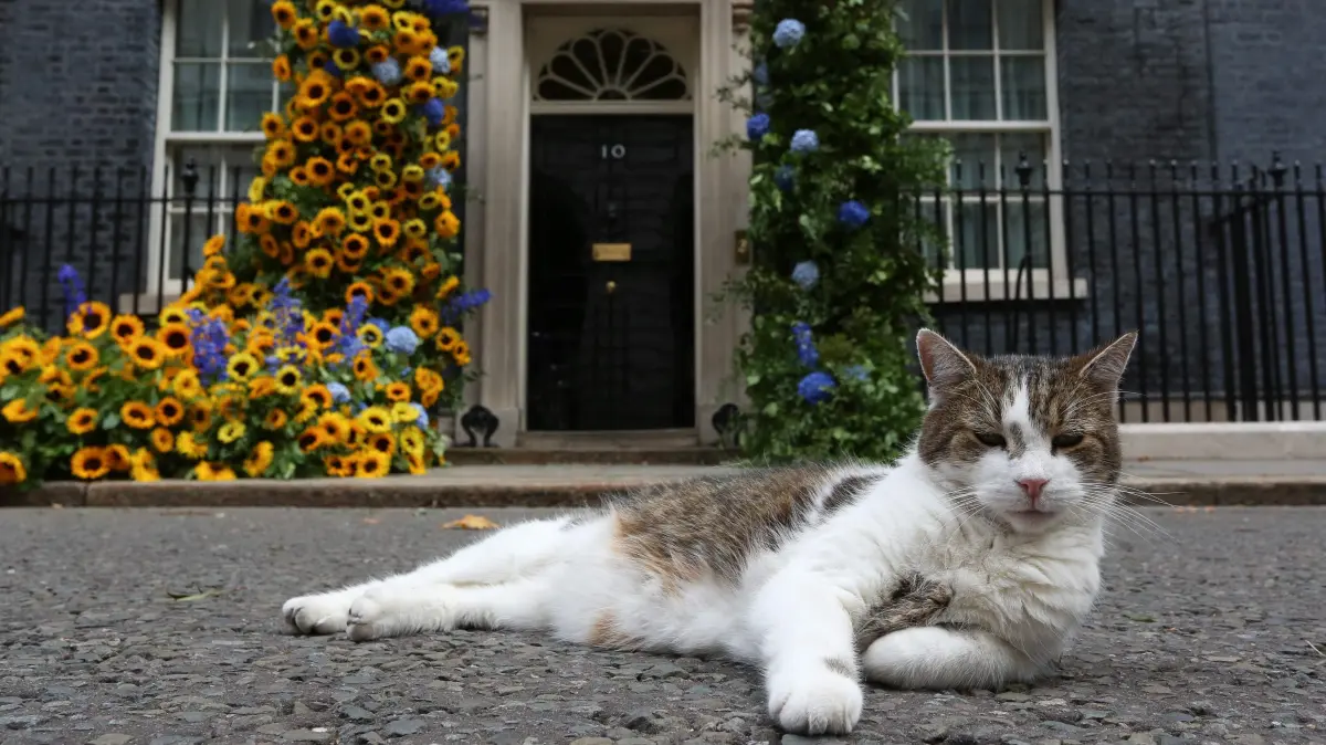 (FILES) Larry the cat sits in front of a flower arch of Ukraine's national flower, sunflowers, erected outside Number 10 Downing Street in London to mark Ukrainian Independence Day on August 24, 2022. Larry the cat, the UK's most famous feline, marks 15 years on Sunday as the country's chief mouser patrolling the corridors of power around number 10 Downing Street. Recruited to deal with a rodent problem, Larry arrived at the prime minister's official residence on February 15, 2011. (Photo by Susannah Ireland / AFP)