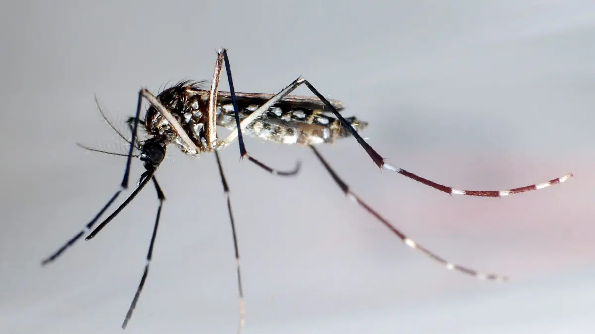 Chikungunya für Europa problematischer als gedacht: ARCHIV - 24.06.2010, Honduras, Tegucigalpa: Eine Asiatische Tigermücke: Sie überträgt Krankheiten wie Dengue-Fieber, Gelbfieber und Zika-Fieber. (zu dpa: «Experten: Chikungunya für Europa problematischer als gedacht») Foto: Gustavo Amador/epa/dpa-tmn +++ dpa-Bildfunk +++