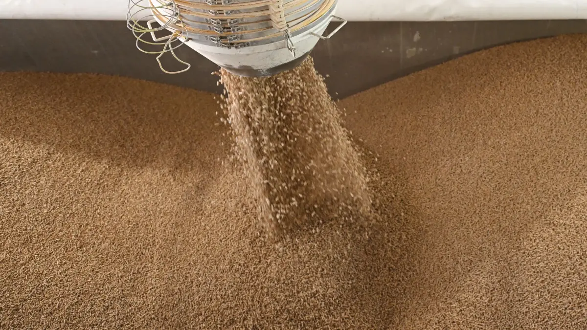 Vom Baum zum Holzpellet: ARCHIV - 25.05.2023, Bayern, Unterbernbach: Fertige Holzpellets werden in einem Sägewerk in einem Lkw gefüllt. (zu dpa: «Nach Brand: Tonnenweise Pellets saugen Löschwasser auf») Foto: Angelika Warmuth/dpa +++ dpa-Bildfunk +++